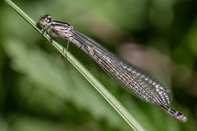 Coenagrion puella - azúrkék légivadász