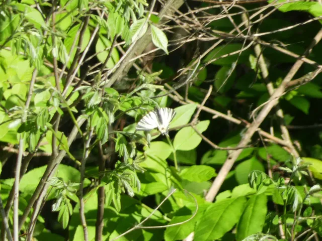Iphiclides podalirius - kardoslepke
