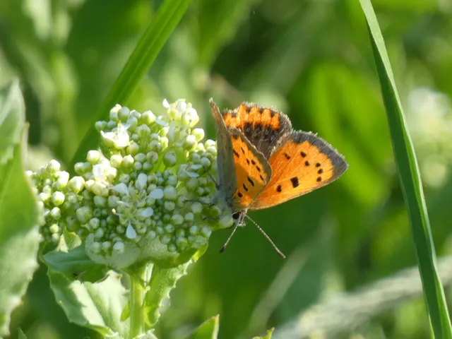 Lycaena phlaeas - közönséges tűzlepke