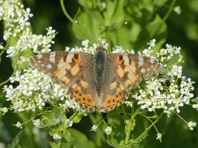 Vanessa cardui - bogáncslepke