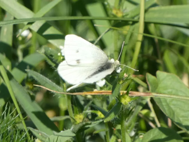 Pieris rapae - répalepke