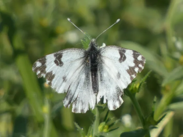 Pontia edusa - rezedalepke