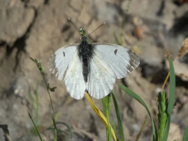 Anthocharis cardamines - hajnalpírlepke