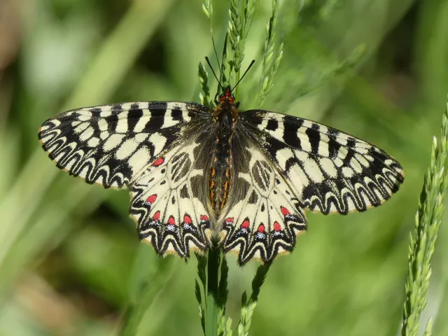 Zerynthia polyxena - farkasalmalepke