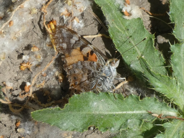 Vanessa cardui - bogáncslepke