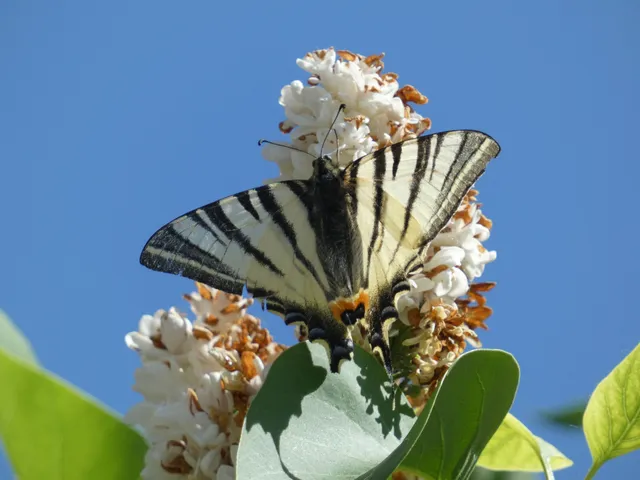 Iphiclides podalirius - kardoslepke