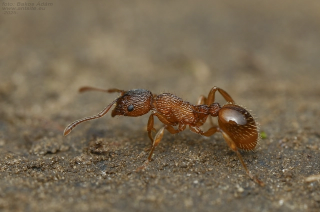 Myrmica sabuleti - gyakori bütyköshangya