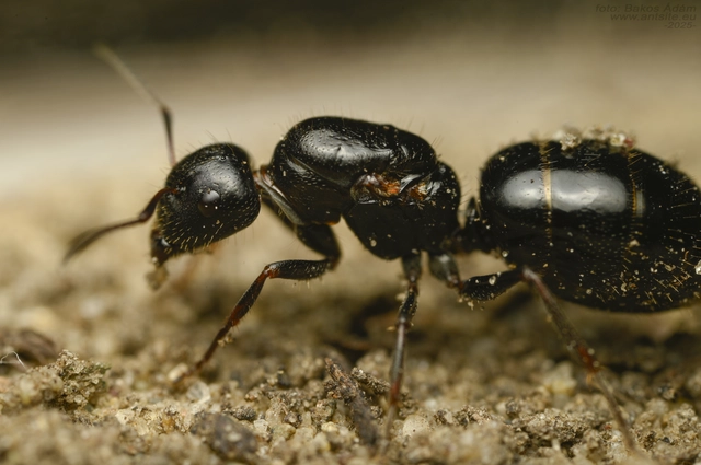 Camponotus atricolor - nyerges lóhangya
