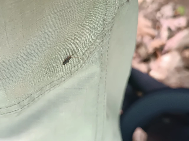 Uleiota planatus - hosszúcsápú fogasnyakú-lapbogár