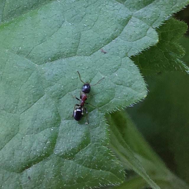 Dolichoderus quadripunctatus - négypettyes erdeihangya