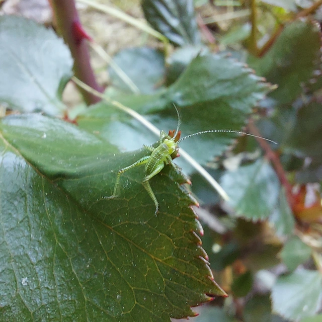 Leptophyes
