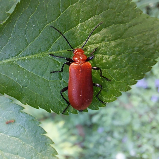 Pyrochroa serraticornis - közép-bíborbogár