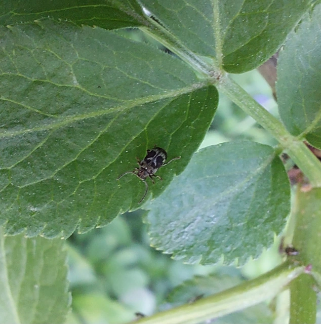 Ptinomorphus