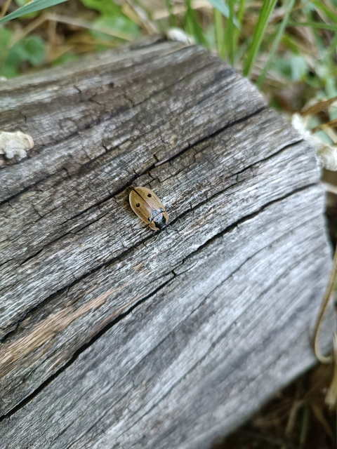 Dendroxena quadrimaculata - négypettyes dögbogár
