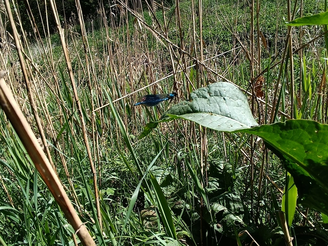 Calopteryx splendens - sávos szitakötő
