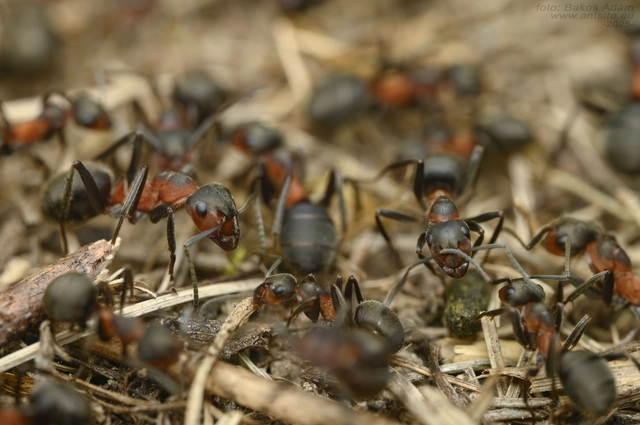 Formica pratensis - réti vöröshangya