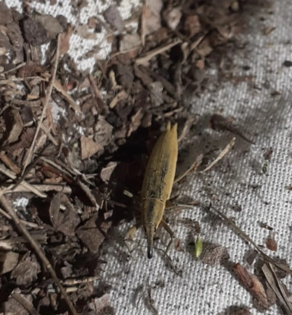Lixus paraplecticus - fecskefarkú dudvabarkó