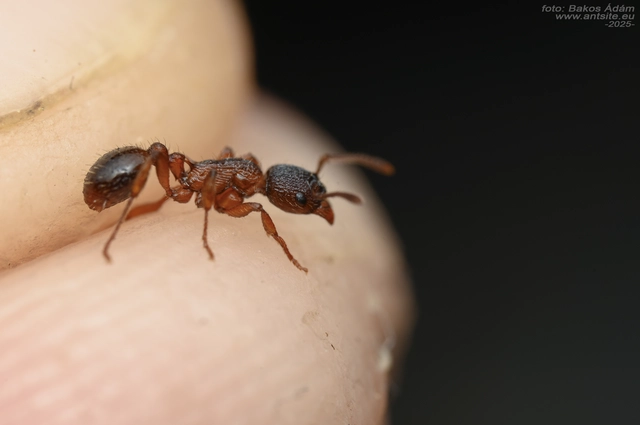 Myrmica schencki - kétszínű bütyköshangya