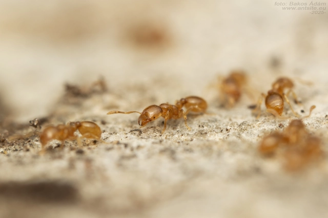 Solenopsis fugax - tolvajhangya