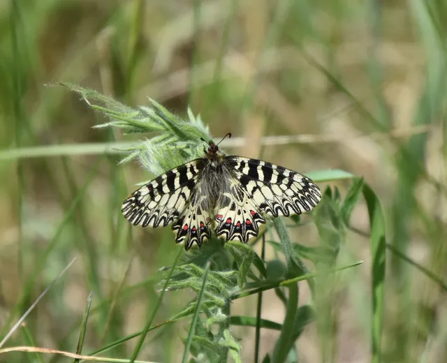 Zerynthia polyxena - farkasalmalepke
