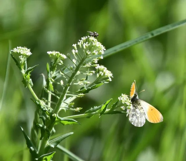Anthocharis cardamines - hajnalpírlepke