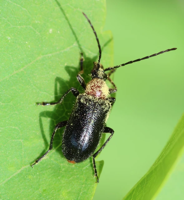Dinoptera collaris - vörösnyakú virágcincér