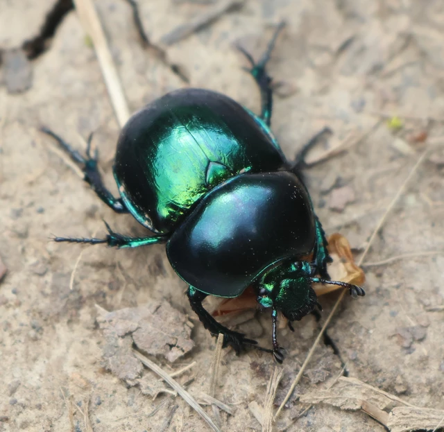 Trypocopris vernalis - tavaszi álganéjtúró