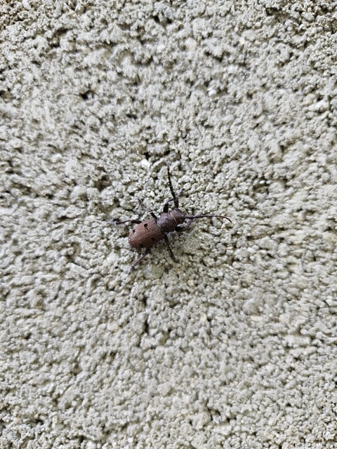 Herophila tristis - selymes alkonycincér