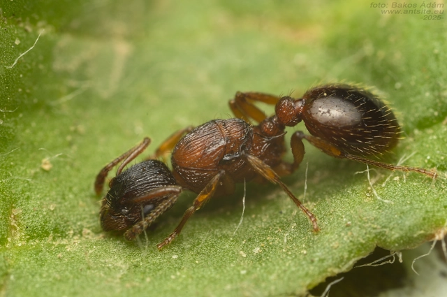 Myrmica gallienii - mocsári bütyköshangya