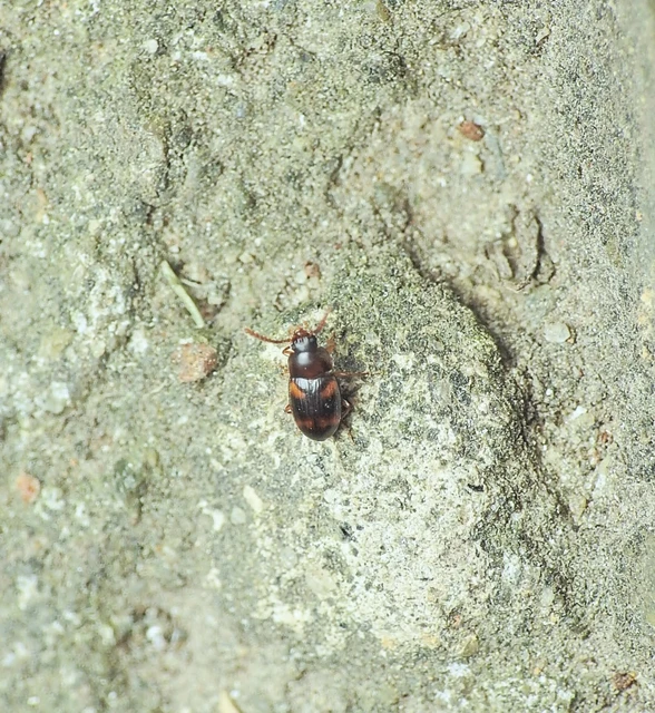 Alphitophagus bifasciatus - alomlakó gyászbogár