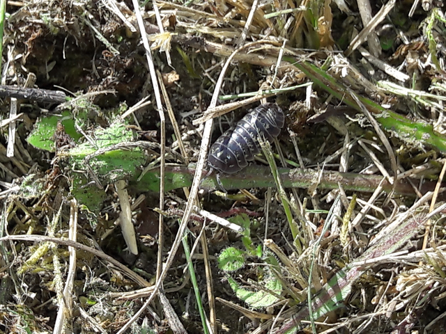 Isopoda - Ászkarákok