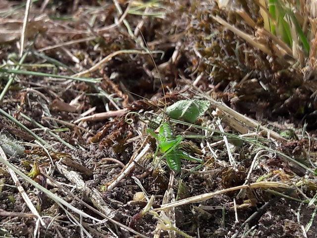 Tettigonia