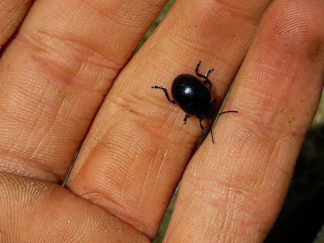 Chrysolina rossia - trapézhátú szegélyeslevelész