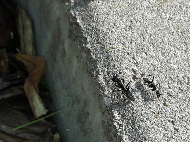 Camponotus vagus - fekete lóhangya