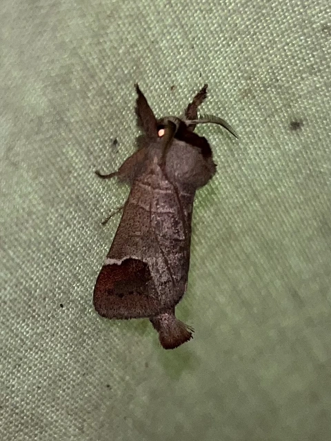 Clostera curtula - rövidszárnyú levélszövő Clostera curtula - rövidszárnyú levélszövő