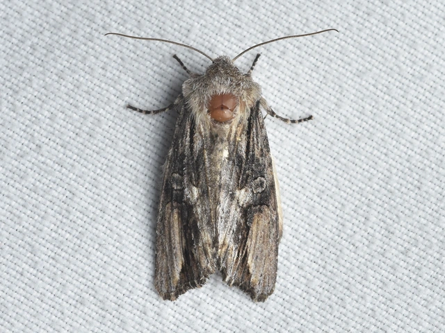 Egira conspicillaris - változékony szürkebagoly