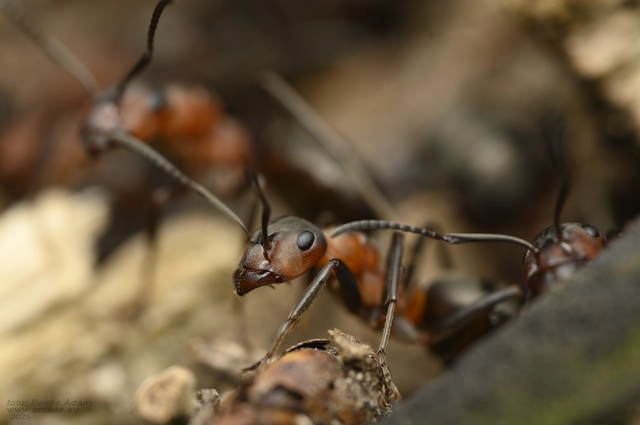 Formica rufa - erdei vöröshangya