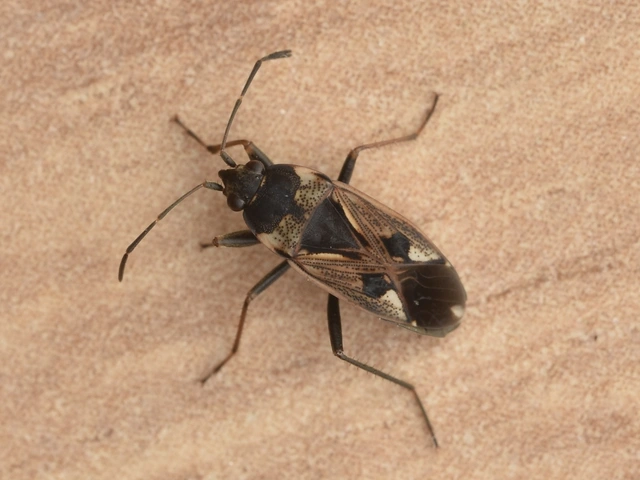 Rhyparochromus vulgaris - közönséges díszesbodobács