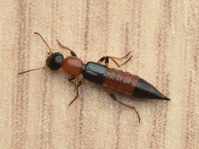 Paederus littoralis - réti partiholyva