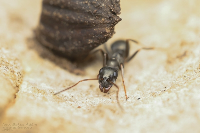 Formica fusca - kormos rabszolgahangya