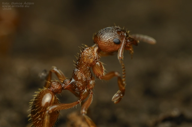 Myrmica ruginodis - erdei bütyköshangya