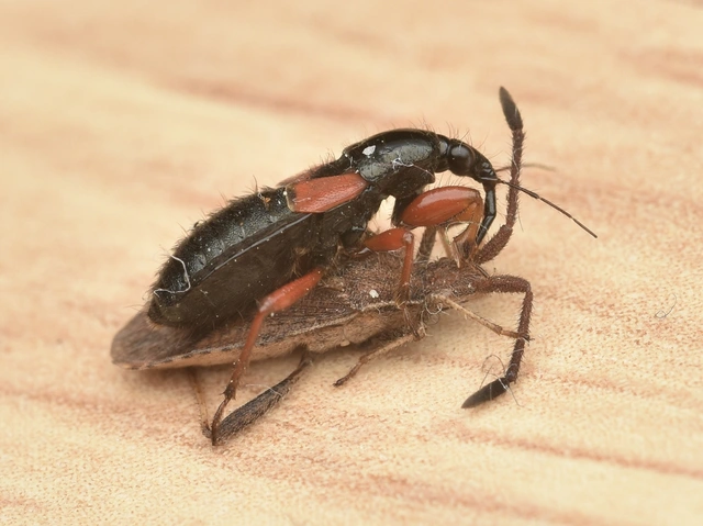 Prostemma guttula - vöröslábú tolvajpoloska