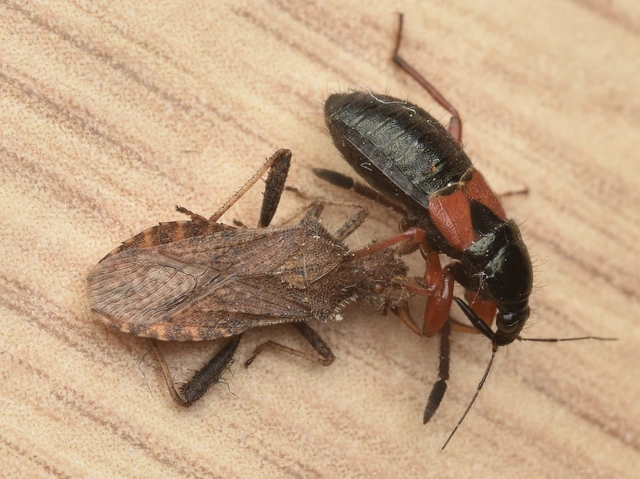Coriomeris