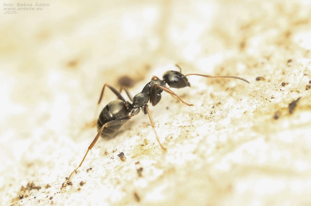 Formica fusca - kormos rabszolgahangya