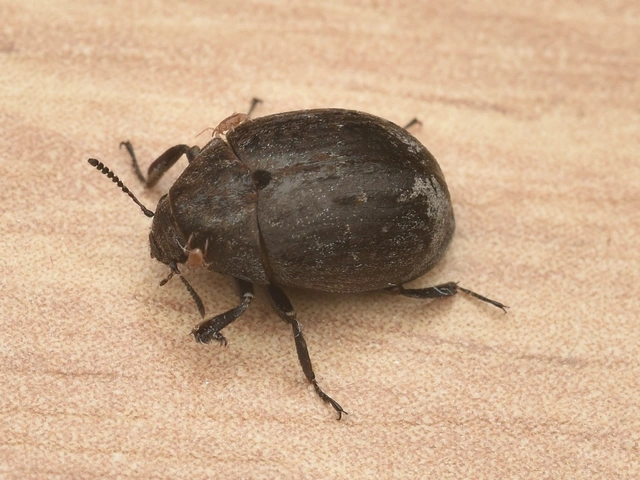 Byrrhus pilula - közönséges labdacsbogár