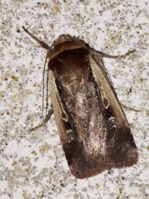 Ochropleura plecta - fehérszegélyű fűbagoly