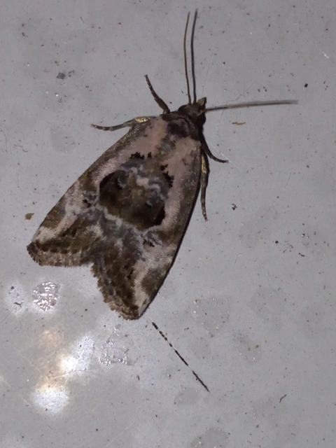 Hapalotis venustula - rózsaszínű mázasbagoly