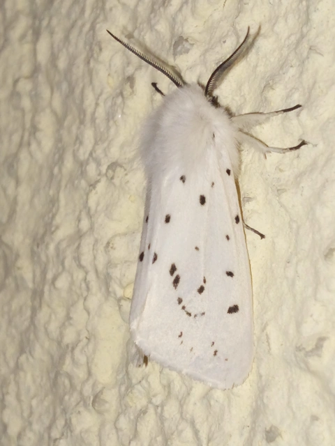 Spilosoma lubricipedum - tejszínű medvelepke