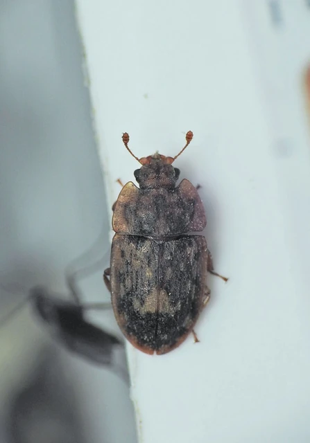 Soronia grisea - pettyegetett fénybogár Soronia grisea - pettyegetett fénybogár