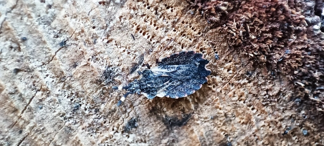 Aradus versicolor - tarka kéregpoloska